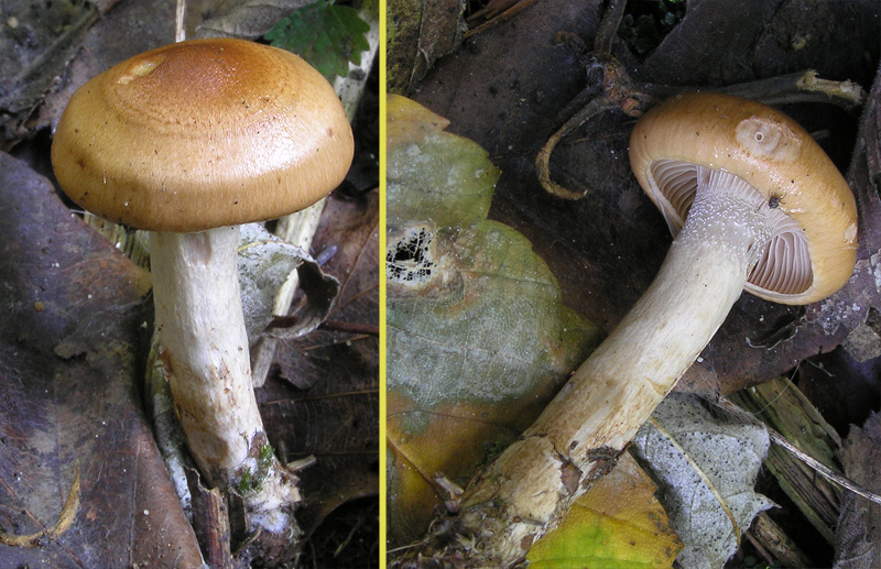 Hygrophorus discoideus